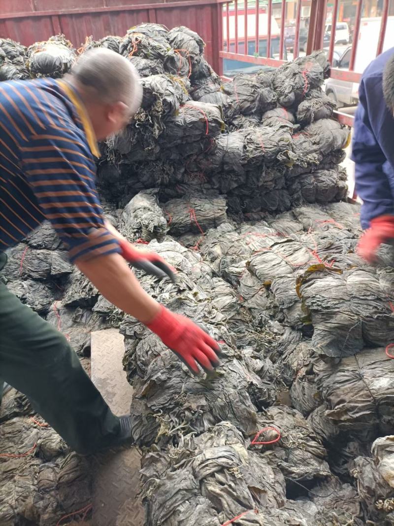 干海带海带海带片短板菜海带长板菜海带无沙海带产地直接发货