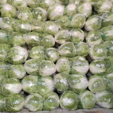 博爱县精品小包心白菜大量上市中产地直供全国发货