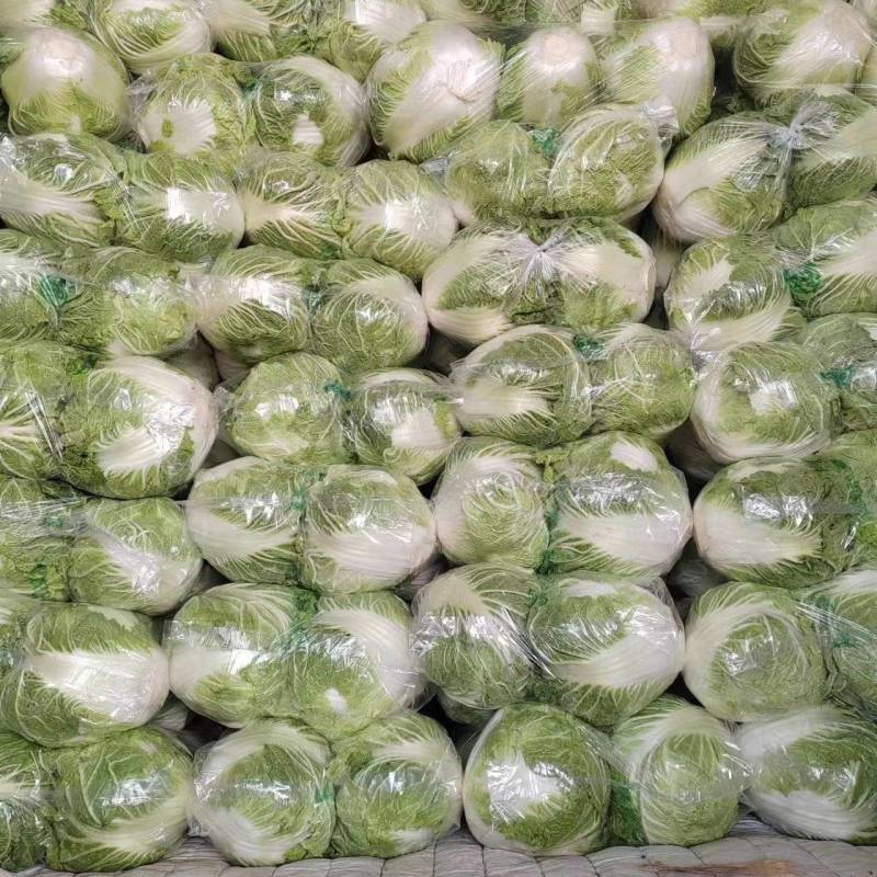 博爱县精品小包心白菜大量上市中产地直供全国发货