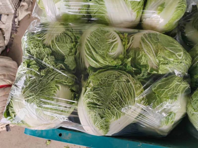 博爱县精品小包心白菜大量上市中产地直供全国发货