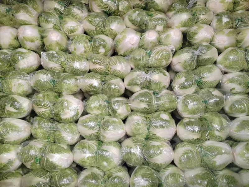 博爱县精品小包心白菜大量上市中产地直供全国发货