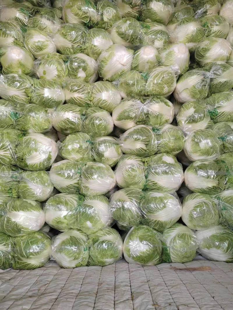 博爱县精品小包心白菜大量上市中产地直供全国发货