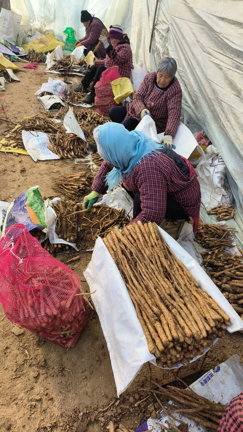 铁棍豆苗