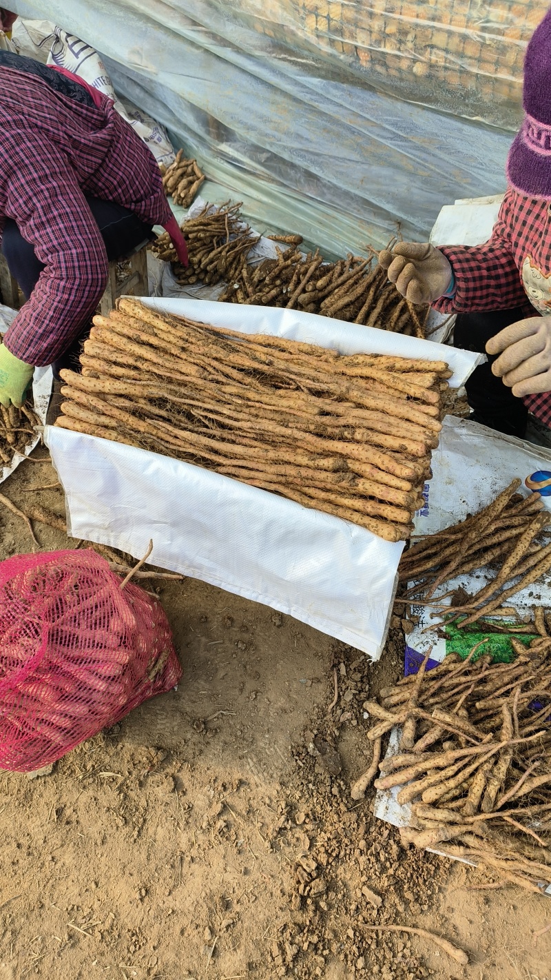 铁棍豆苗
