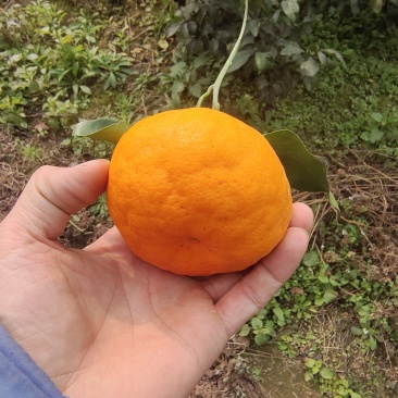 耙耙柑盖膜高山耙耙自然成熟
