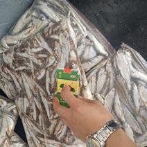 冷冻白条鱼开肚白条鱼8-10公分冻板白条鱼处理加工