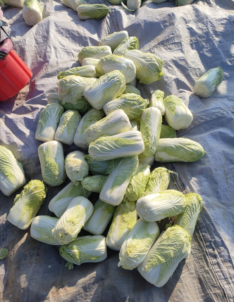 精品娃娃菜，大量供货，质量保证，价格便宜