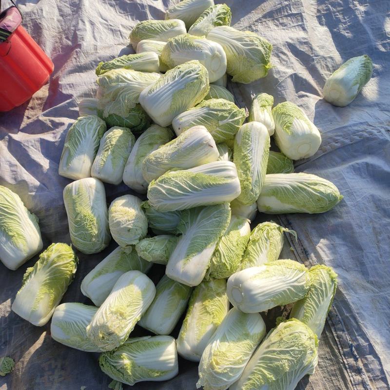 精品娃娃菜，大量供货，质量保证，价格便宜