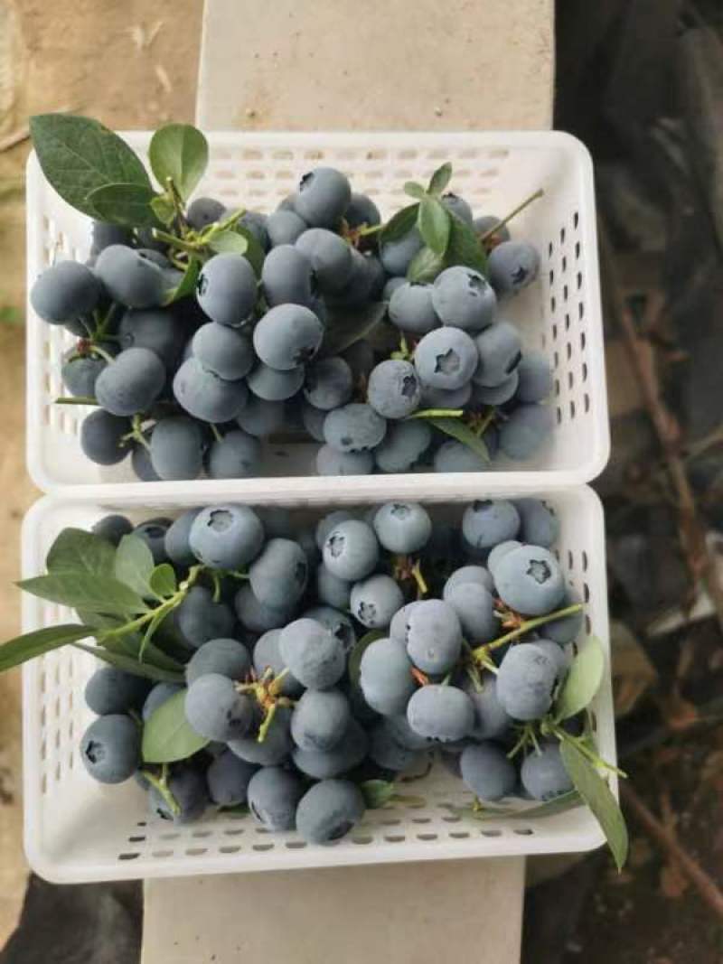 山东蓝莓优瑞卡，H5货源充足稳定，产地直发货欢迎选购