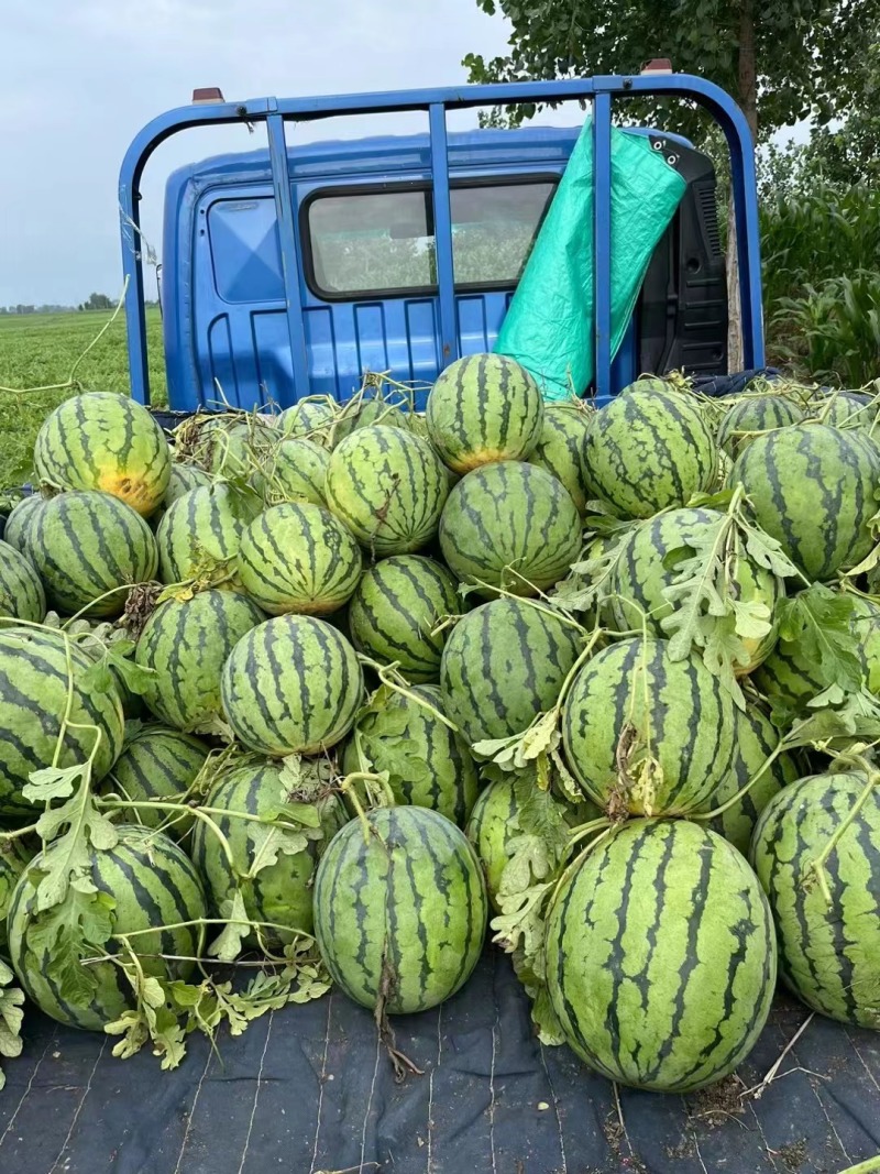 嫁接西瓜苗大量供货，山东基地培育，一手货源，品种齐全