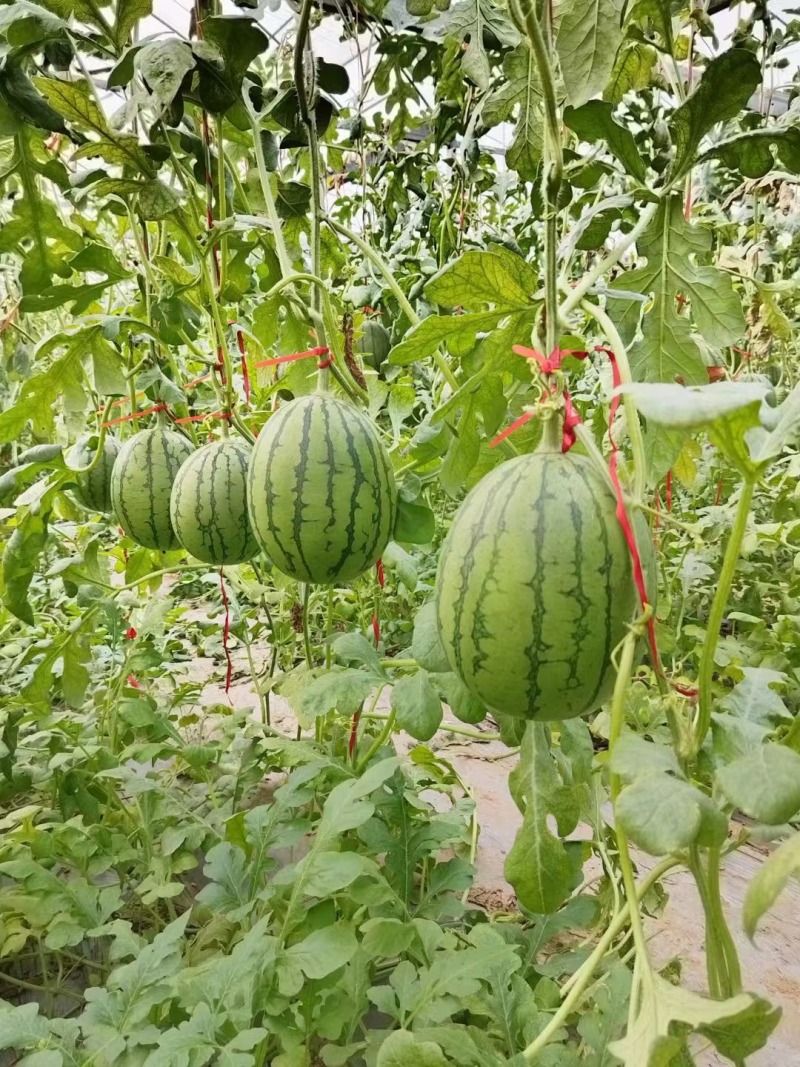 嫁接西瓜苗大量供货，山东基地培育，一手货源，品种齐全