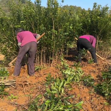 杨梅实生苗，一年苗，两年苗基地供货质好价优欢迎电联