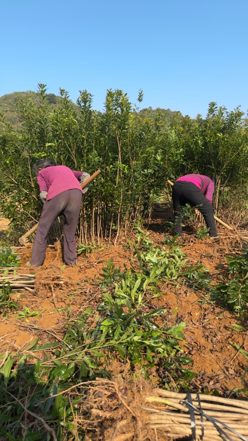 杨梅实生苗，一年苗，两年苗基地供货质好价优欢迎电联