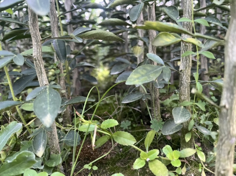 枳橙苗，枳橙大苗，积橙苗，质好价优欢迎电联