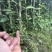 枳橙苗，枳橙大苗，积橙苗，质好价优欢迎电联