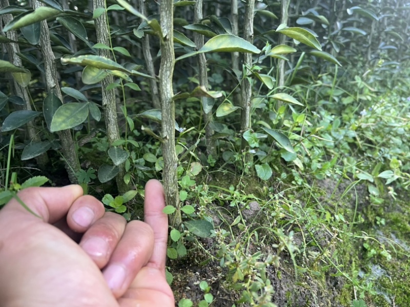 枳橙苗，枳橙大苗，积橙苗，质好价优欢迎电联