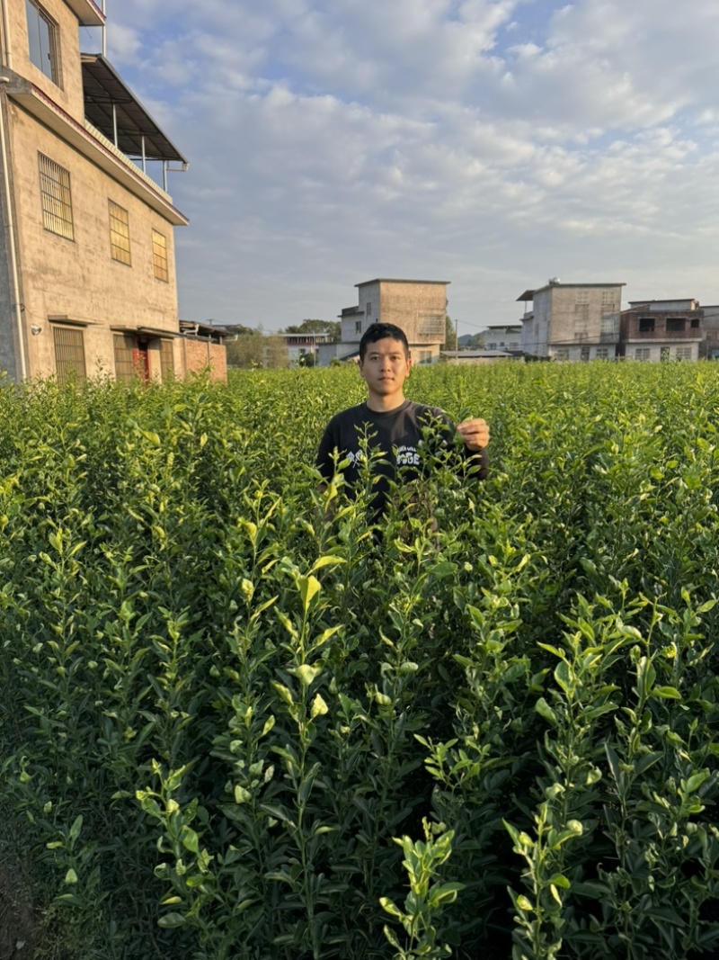 枳橙苗，枳橙大苗，积橙苗，质好价优欢迎电联