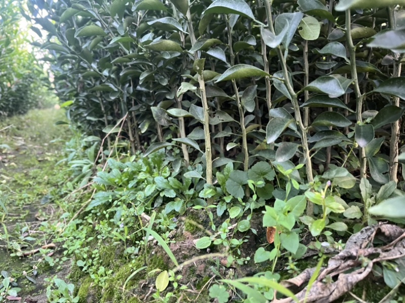 红橘苗，四川红橘，嫁接用基地直发量大从优电联采购
