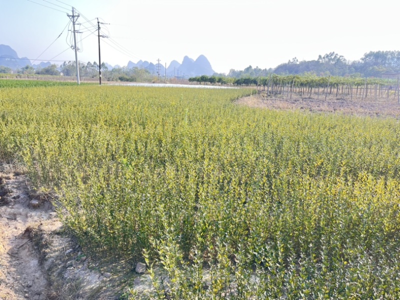 积壳苗，枳壳苗，枳实苗，枸橘苗，篱笆基地直发电联采购