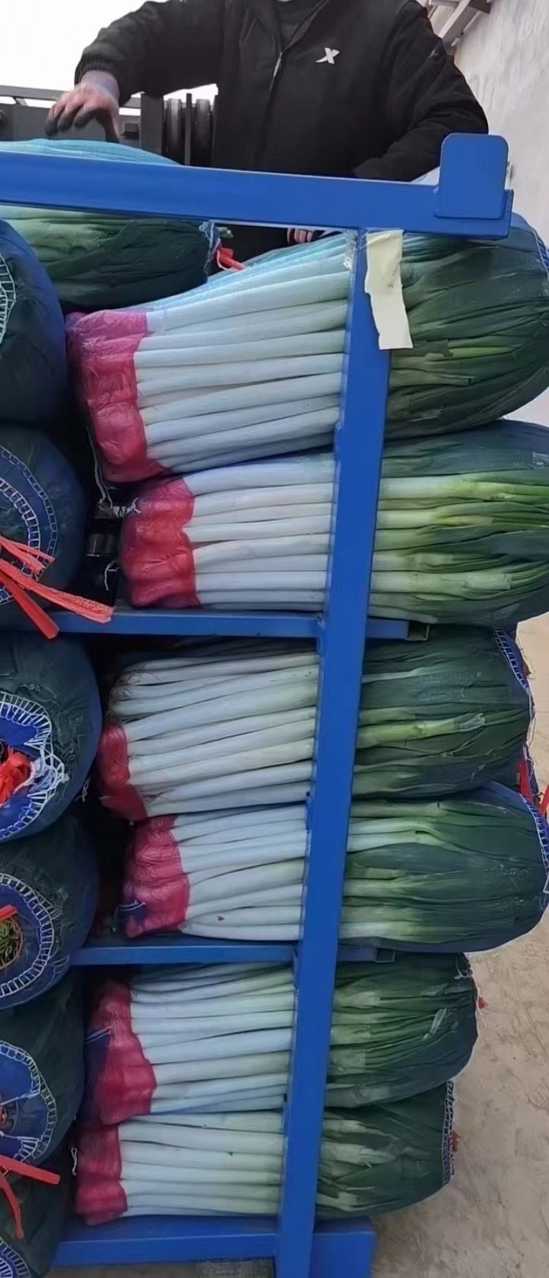 启东铁杆大葱，毛葱，净葱对接电商，市场，超市社团代发全国