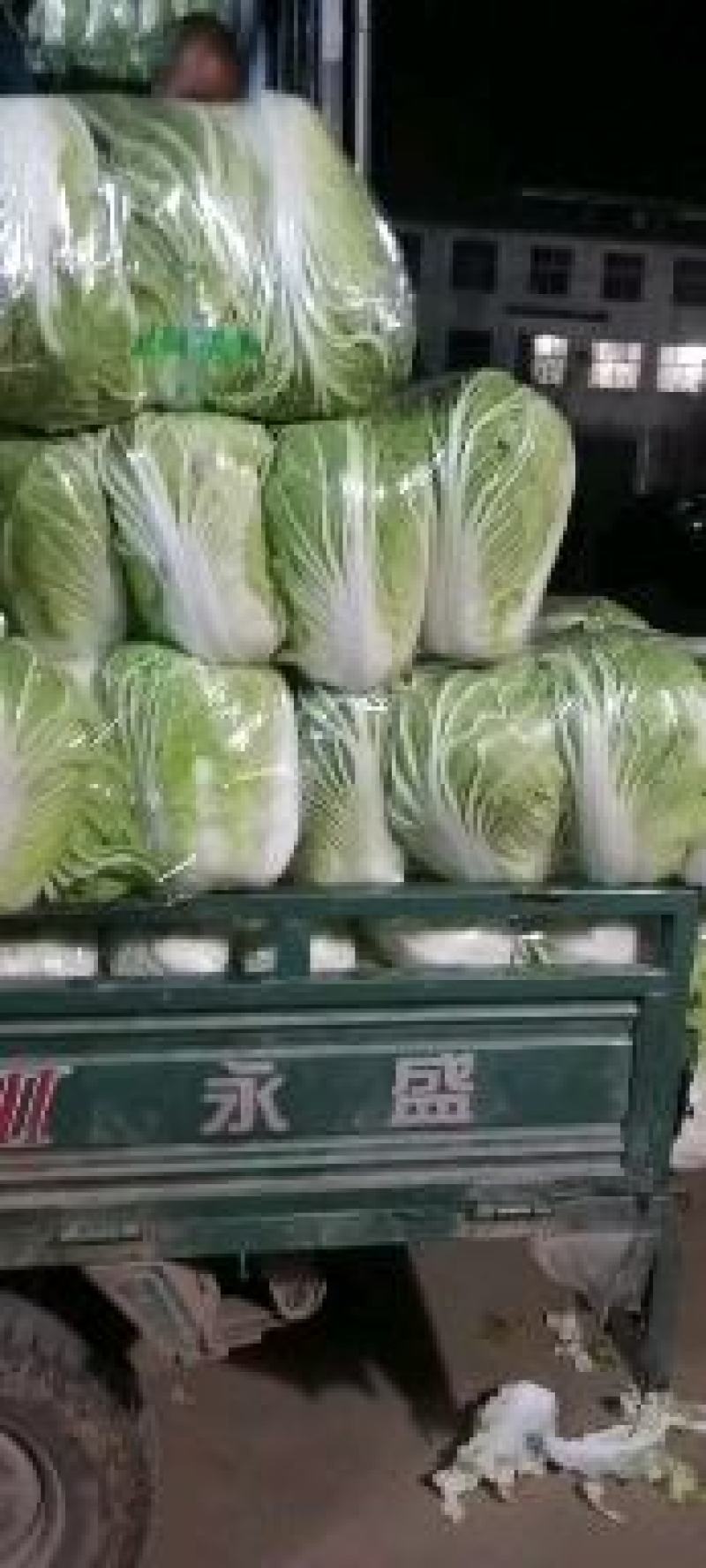 汝州市大白菜青杂三号白菜质量好，价格低量大从优