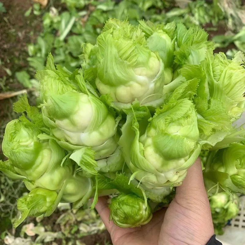 《自产自销》农户自家种植精品儿菜现砍现发量大从优