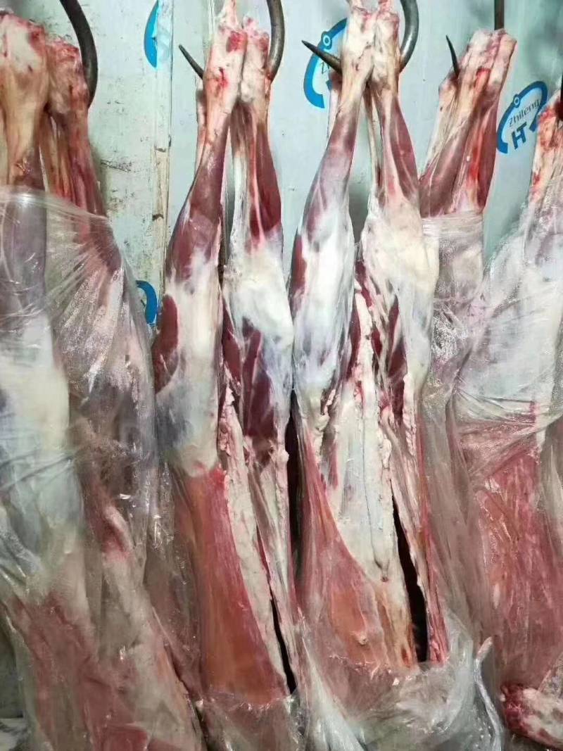 【大羊白条】当地草原羊绵羊的新货！去头蹄内脏净腔带尾