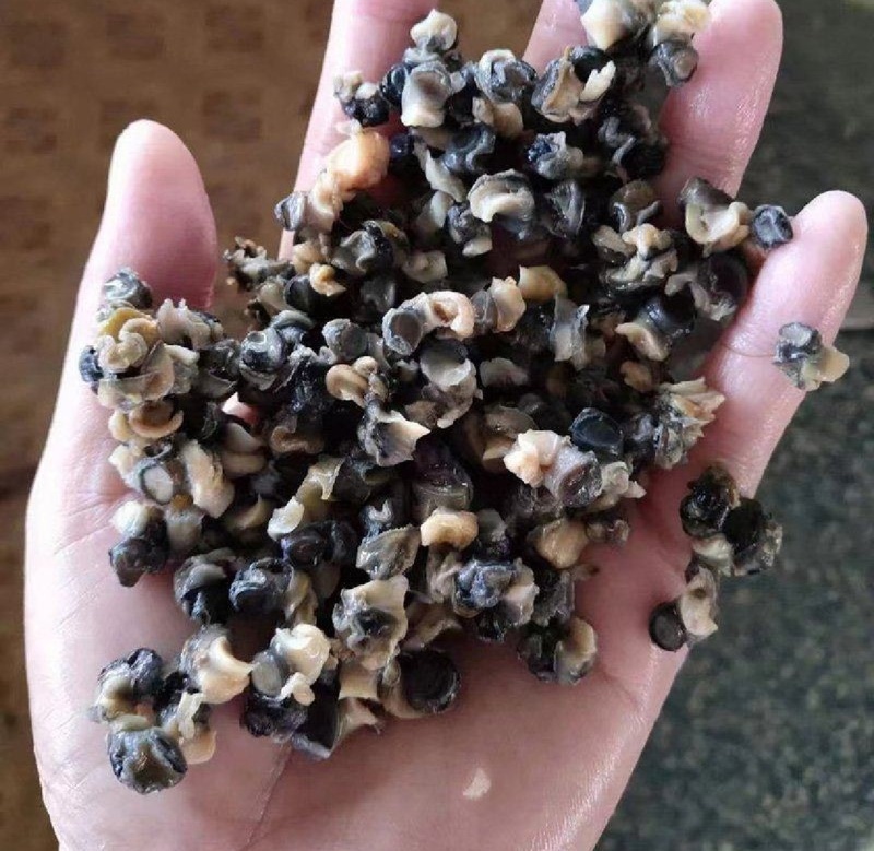 新鲜原料冰冻螺蛳肉干螺蛳肉干干净无沙量大价优