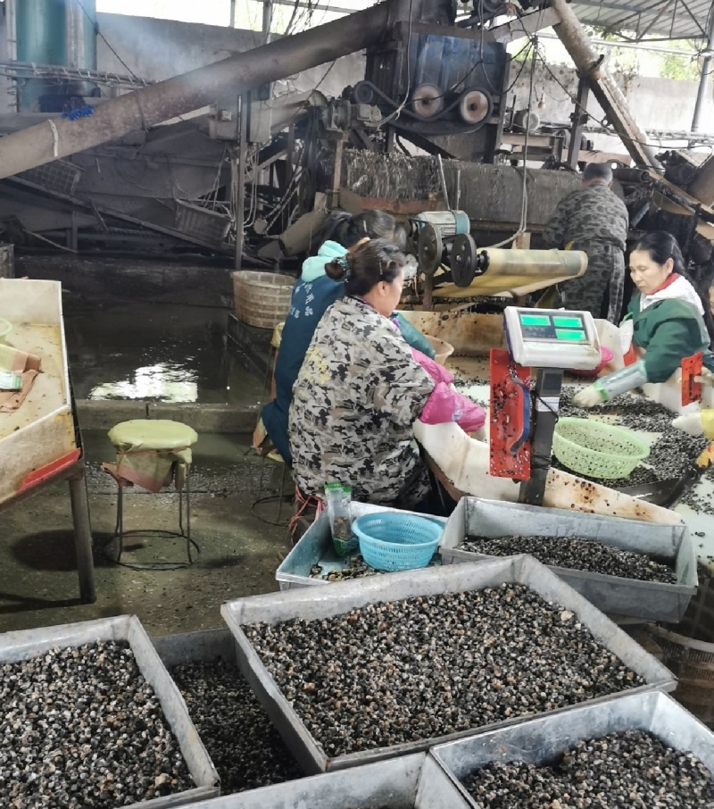 新鲜原料冰冻螺蛳肉干螺蛳肉干干净无沙量大价优