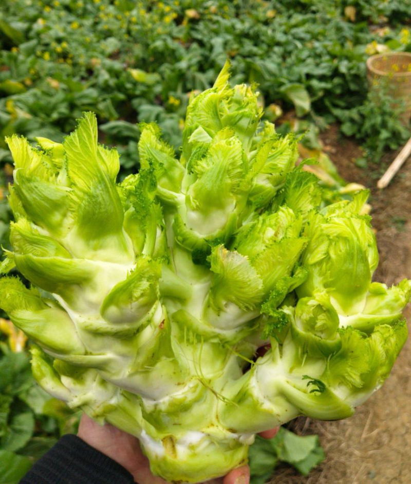 《现砍现发》精品儿菜自家种植自产自销量大可优惠