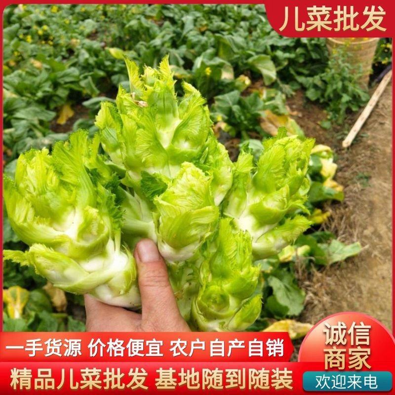 《大量批发》精品儿菜现砍现发新鲜供应量大从优