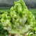 《大量批发》精品儿菜现砍现发新鲜供应量大从优