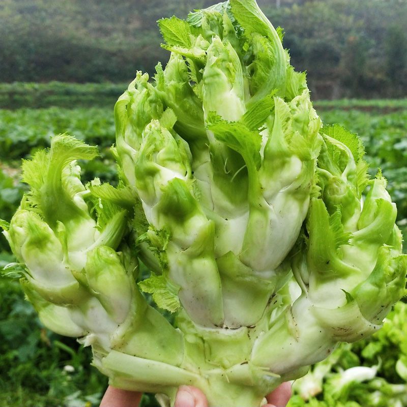 《大量批发》精品儿菜现砍现发新鲜供应量大从优