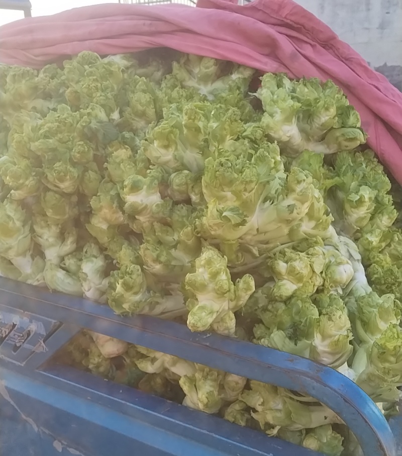 《大量批发》精品儿菜现砍现发新鲜供应量大从优