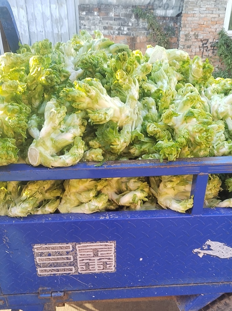 《大量批发》精品儿菜现砍现发新鲜供应量大从优