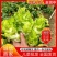 儿菜常年批发供应现砍现发质量保证量大可优惠