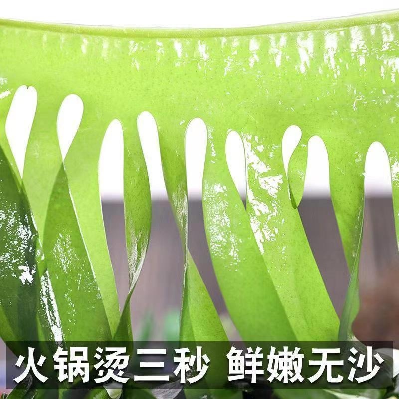 盐渍裙带菜5斤一箱鲜嫩不碎厂家直发一手货源量大从优