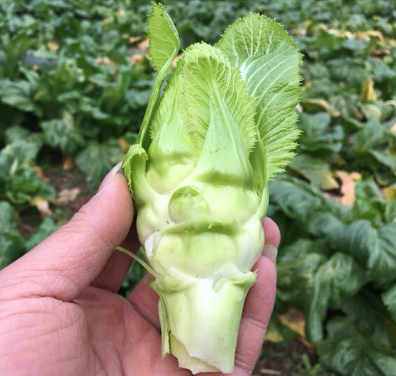 浙江儿菜现砍现发随到随装现货供应可全国发货