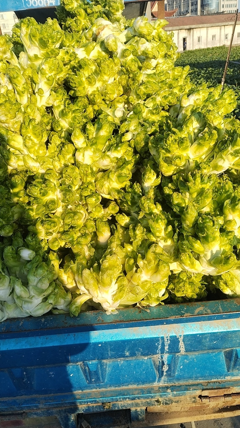 浙江儿菜现砍现发随到随装现货供应可全国发货
