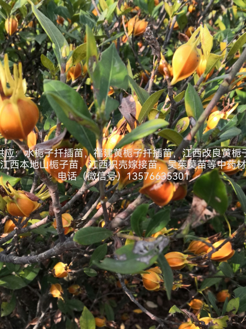 改良高产江西特色黄栀子苗