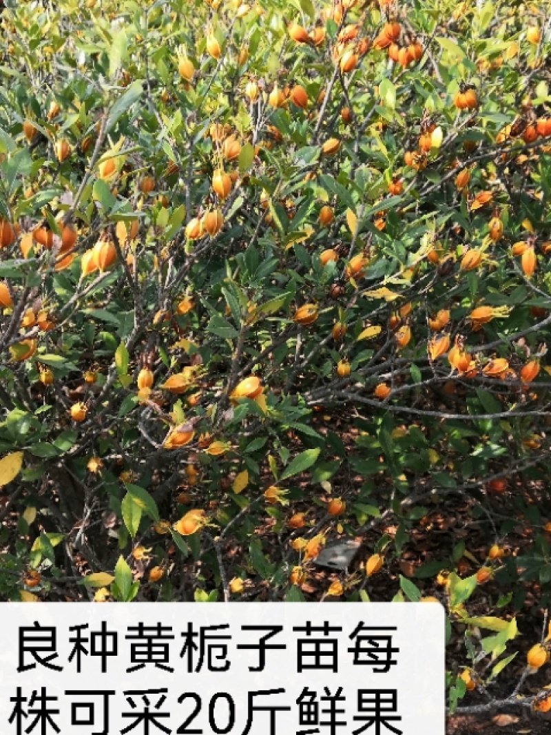 改良高产江西特色黄栀子苗