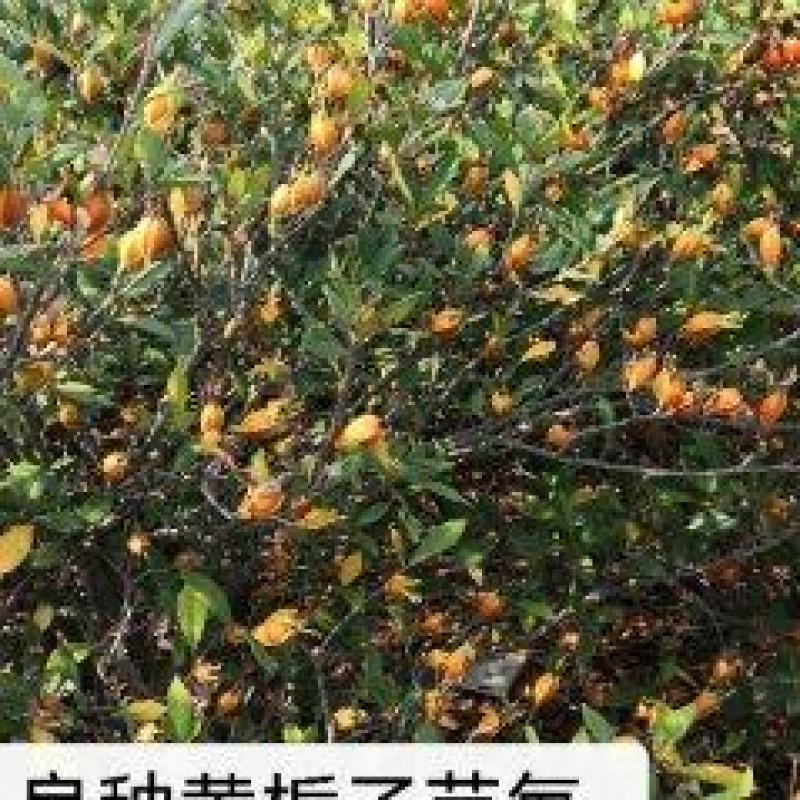 改良高产江西特色黄栀子苗