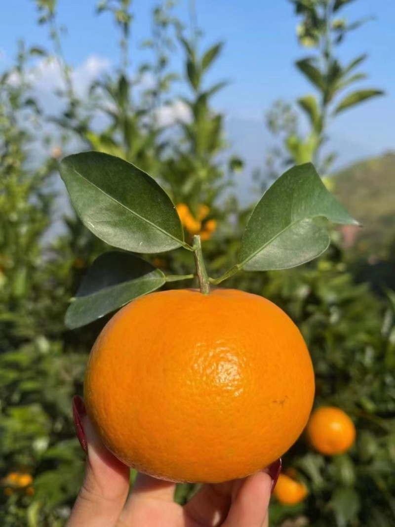 云南沃柑皮薄多汁电商一件代发礼盒彩箱