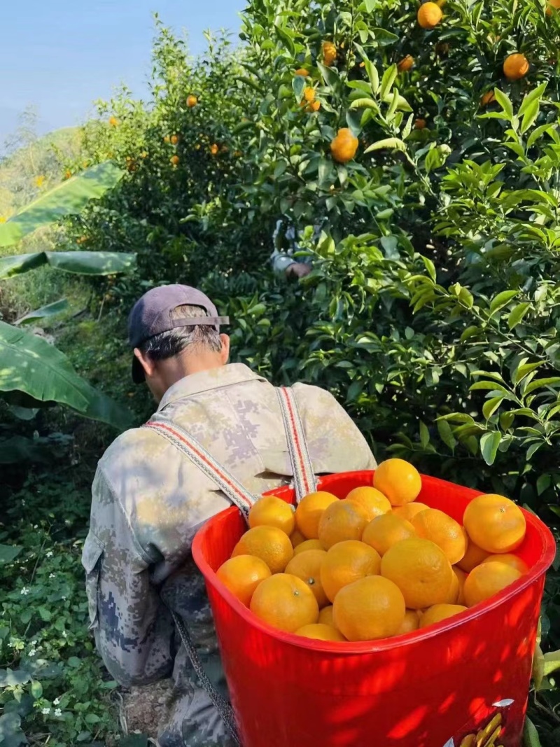 云南沃柑皮薄多汁电商一件代发礼盒彩箱