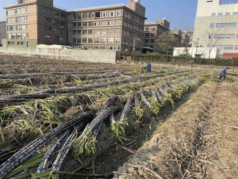 黑皮甘蔗自产自销净果2.4m以上