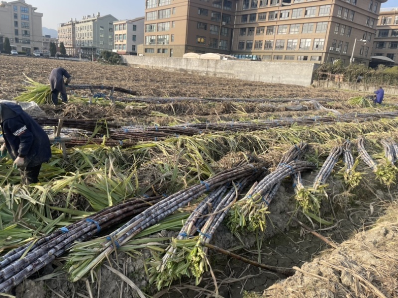 黑皮甘蔗自产自销净果2.4m以上