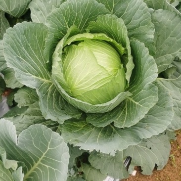 高丽菜