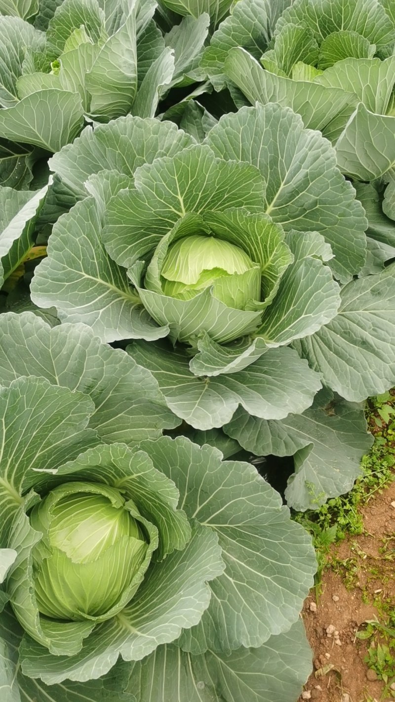 高丽菜