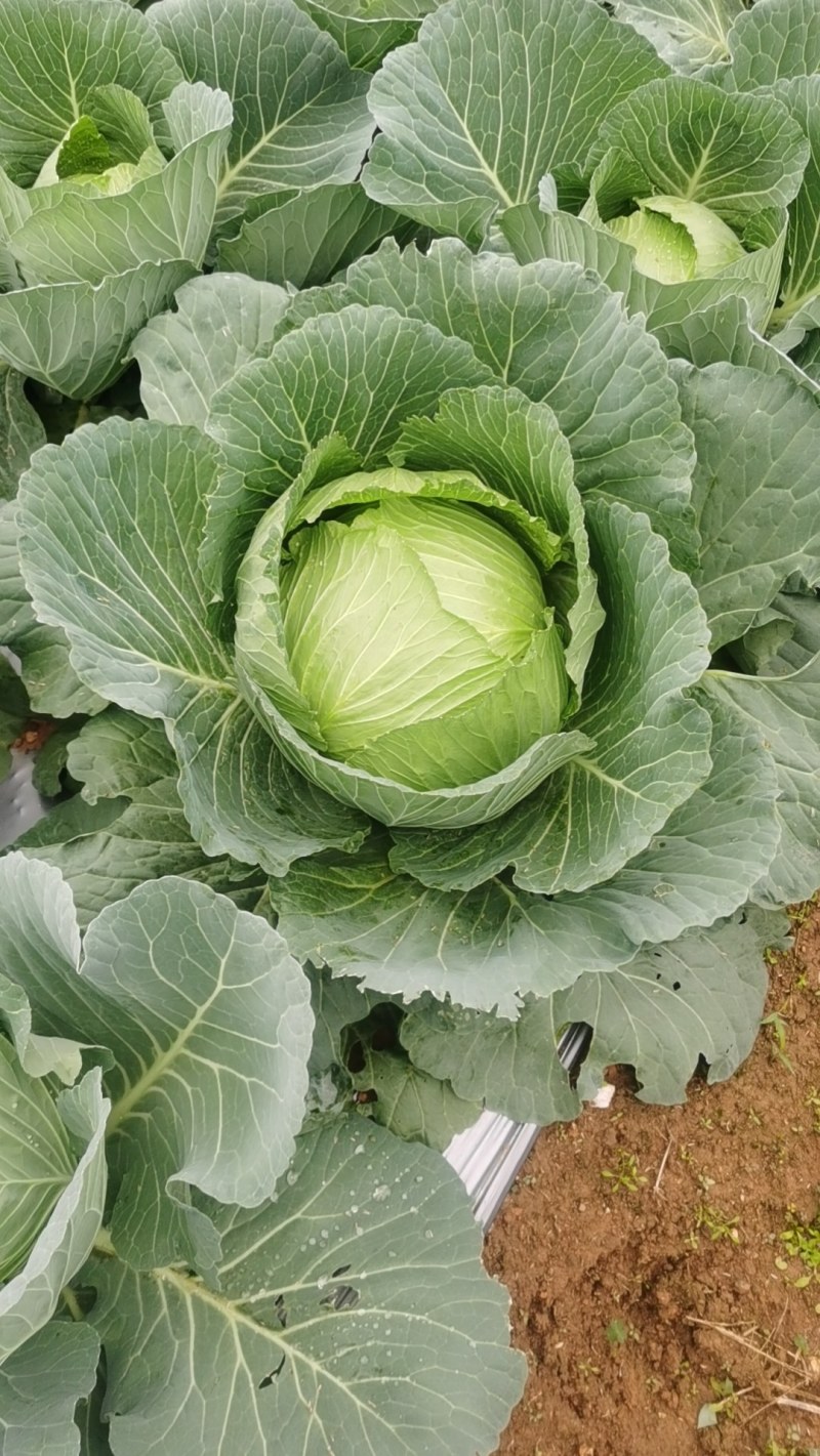 高丽菜