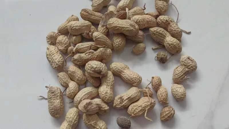 花生种子解剖结构示意图